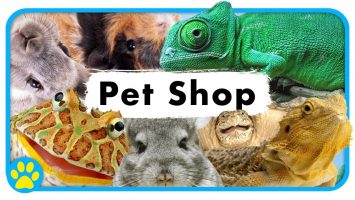 Pet Shop Sertifikası ve Eğitimi